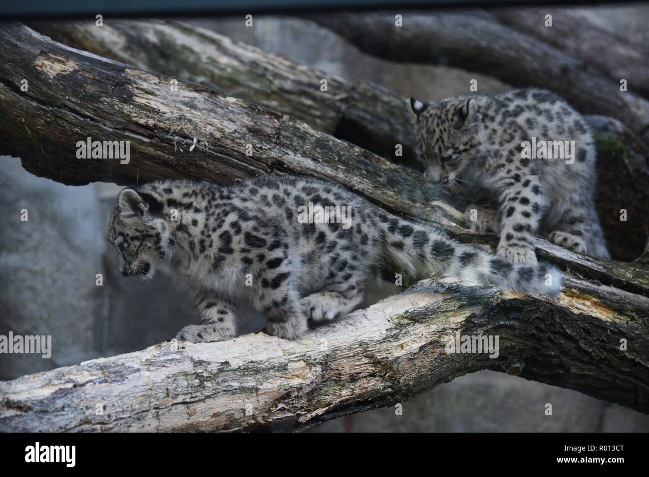 October 26, 2018 - Paris, France: Snow leopards at the zoo of the French National Museum of Natural History. Des jeunes pantheres des neiges a la menagerie du Jardin des Plantes. *** FRANCE OUT / NO SALES TO FRENCH MEDIA *** Stock Photo