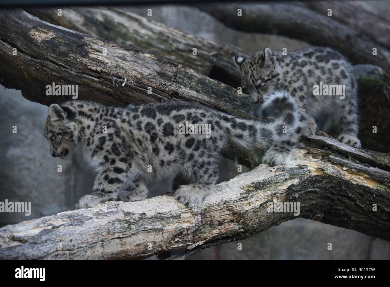 October 26, 2018 - Paris, France: Snow leopards at the zoo of the French National Museum of Natural History. Des jeunes pantheres des neiges a la menagerie du Jardin des Plantes. *** FRANCE OUT / NO SALES TO FRENCH MEDIA *** Stock Photo