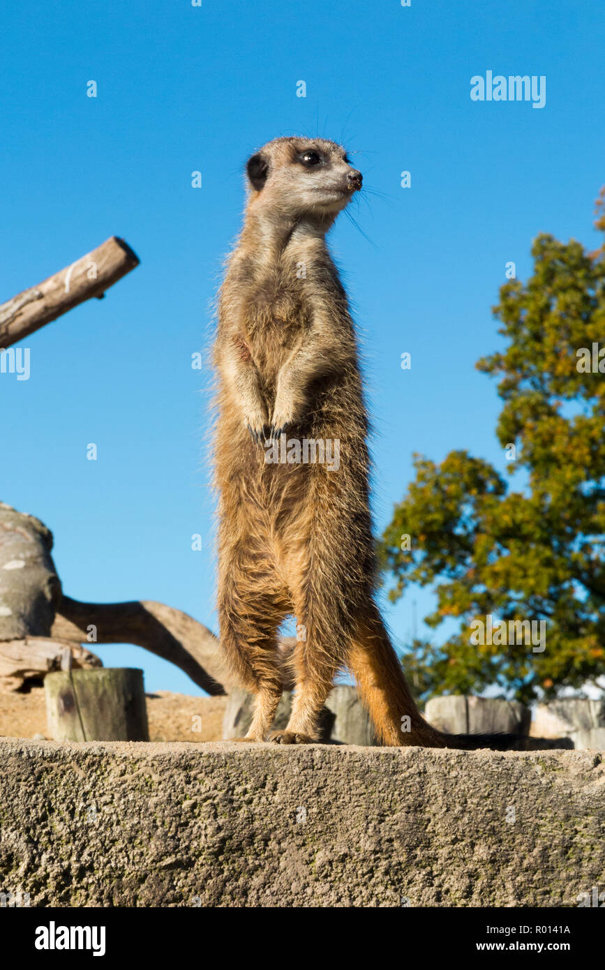A single Meerkat on patrol and shown against blue sky on a sunny day at Longleat Safari Park, Wiltshire, England, UK (103) Stock Photo