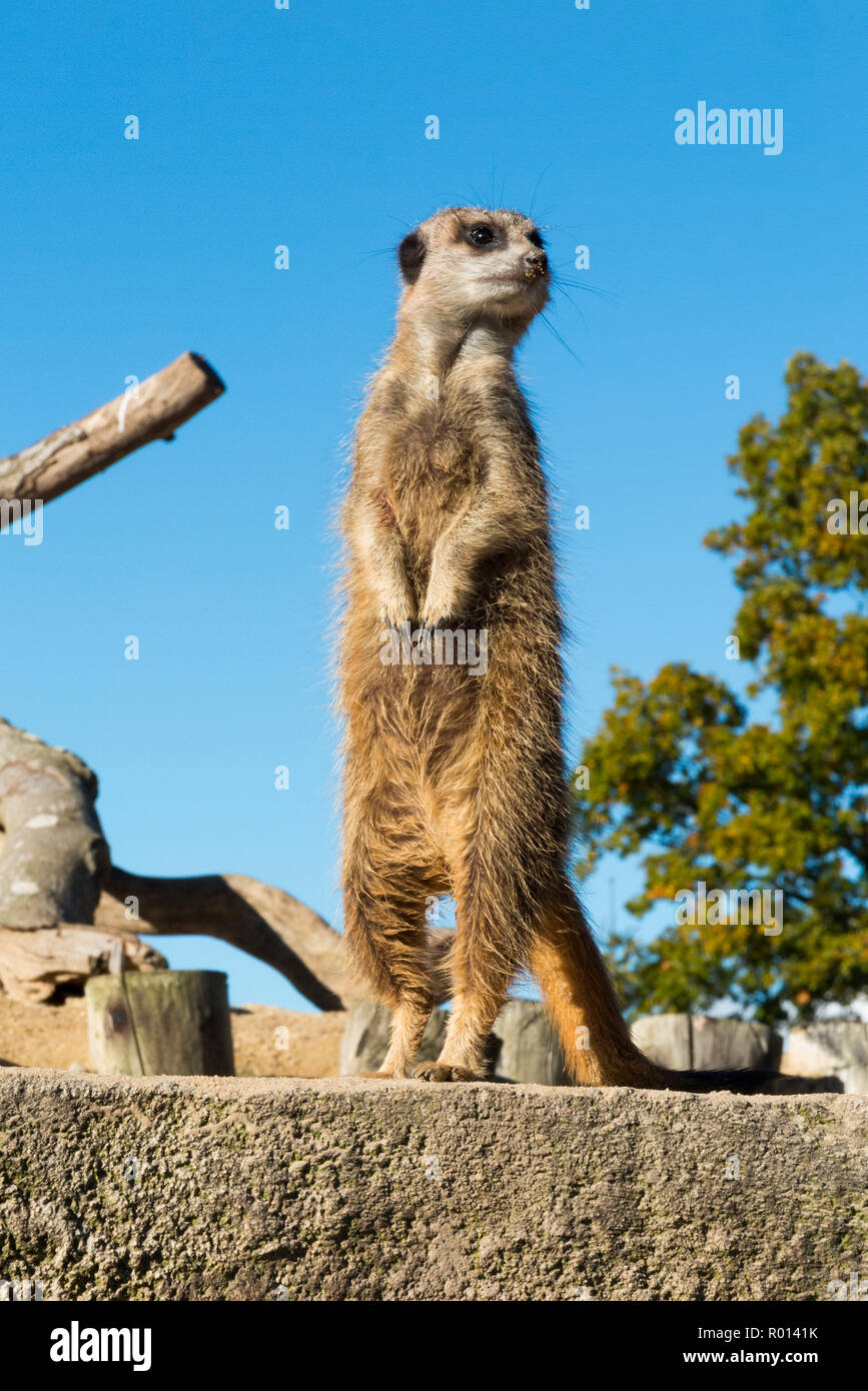 A single Meerkat on patrol and shown against blue sky on a sunny day at Longleat Safari Park, Wiltshire, England, UK (103) Stock Photo