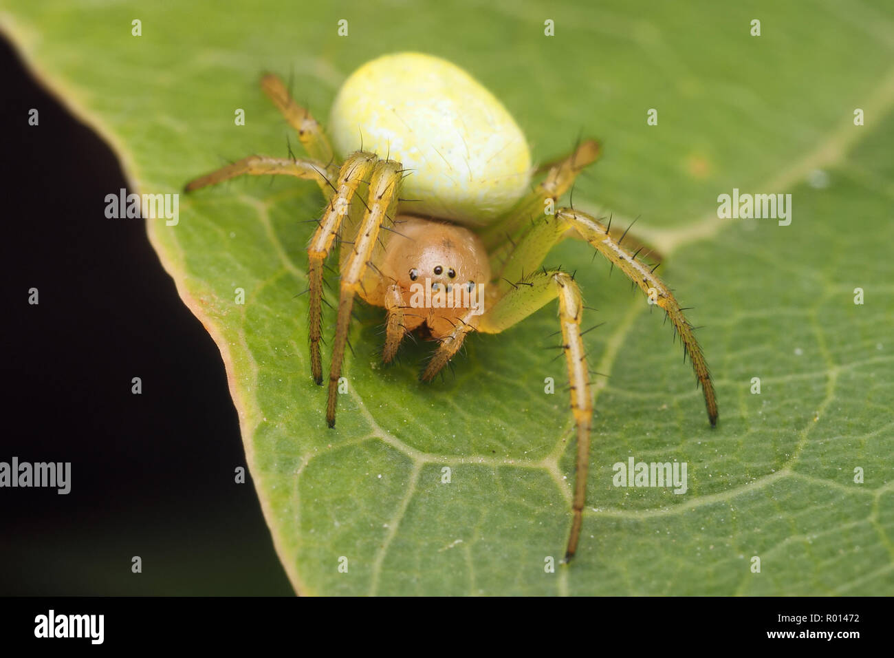 Araniella sp spider aka Cucumber Green spider sitting on leaf