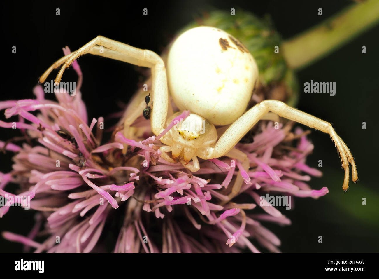 Crab Spider female (Misumena vatia) in defensive posture on thistle