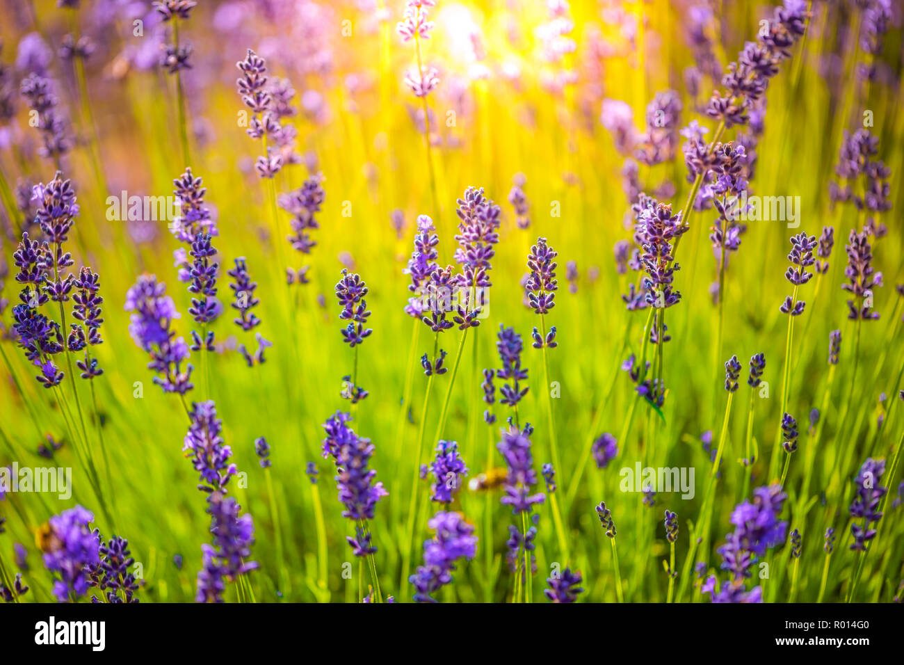 Beautiful closeup of lavender flowers in sunshine. Summer flowers