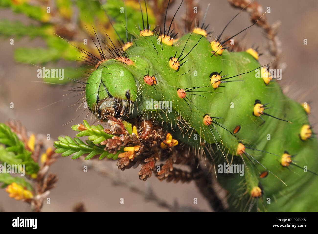 Emperor Moth caterpillar (Saturnia pavonia) feeding on heather. Tipperary, Ireland Stock Photo