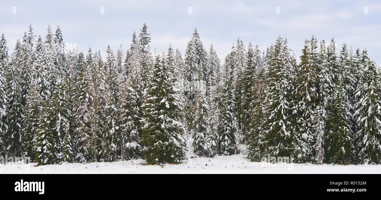 Winter pine forest hi-res stock photography and images - Alamy