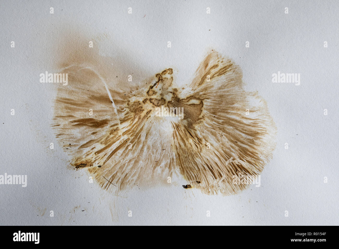 Spore pattern from a toadstool on a sheet of white paper. The colour of spores deposited by fungi can aid fungal species identification Stock Photo