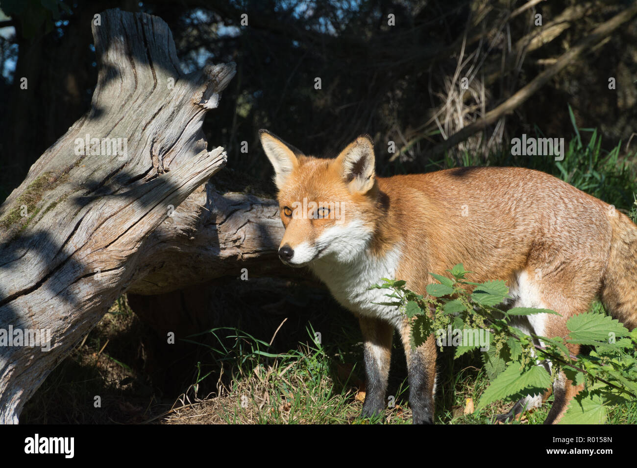 Red fox (Vulpes Vulpes) in countryside habitat, UK Stock Photo