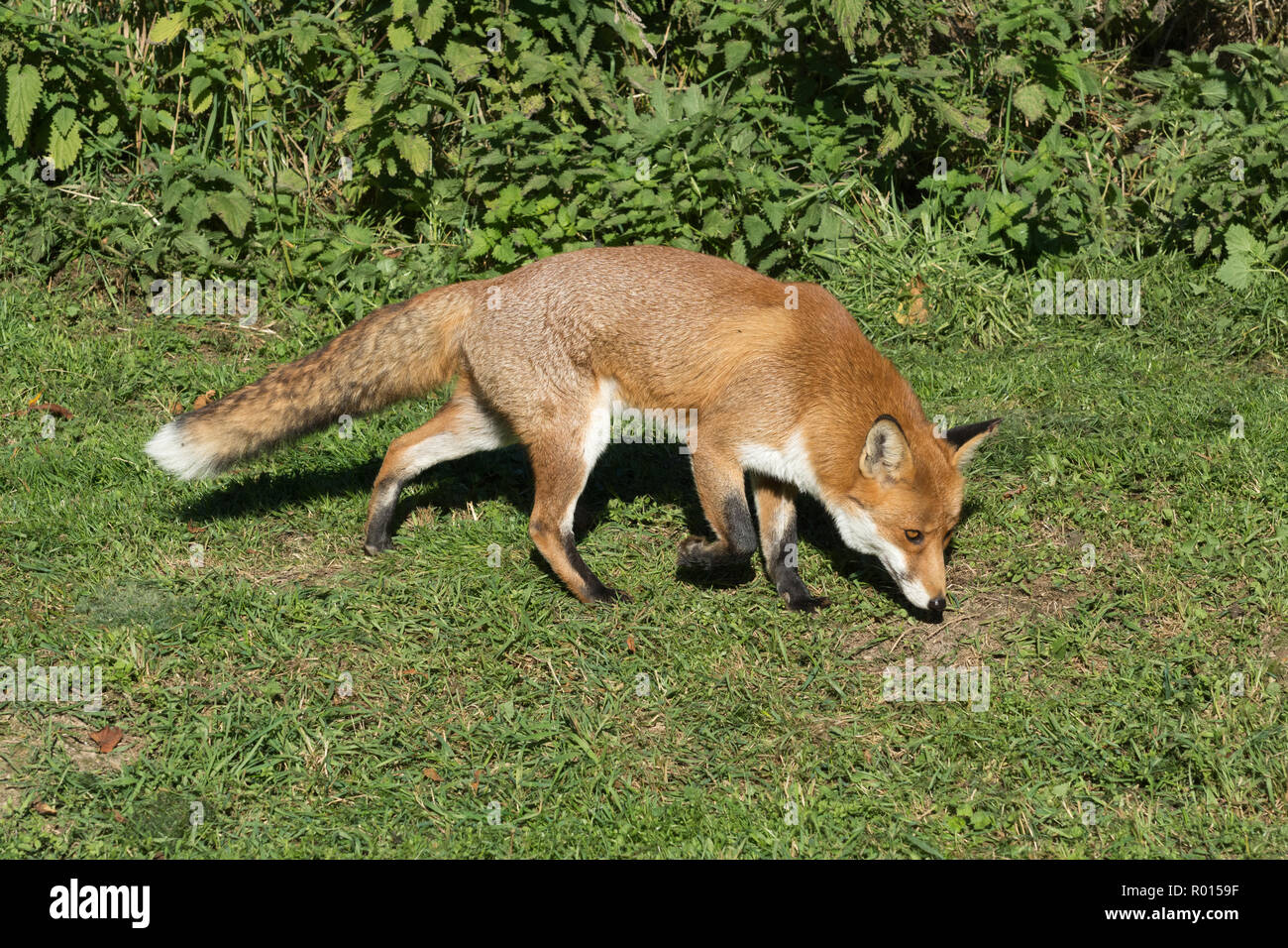 Red fox (Vulpes Vulpes) in countryside habitat, UK Stock Photo