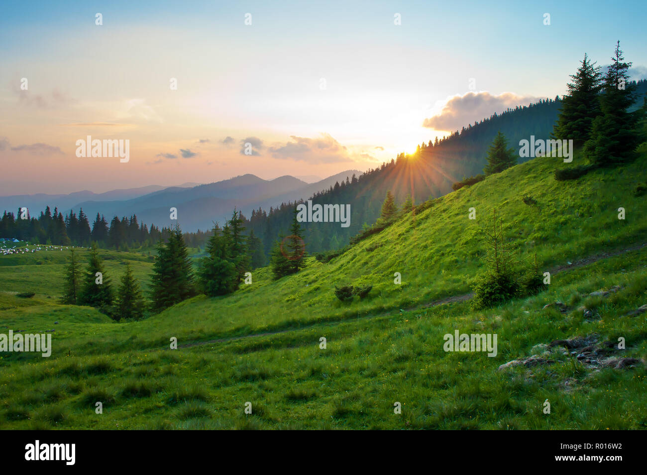 Sun setting behind spruce trees on a lush green slope. Tiny figures of sheep in the distance. Several clouds in the sky at sunset. Warm summer evening Stock Photo