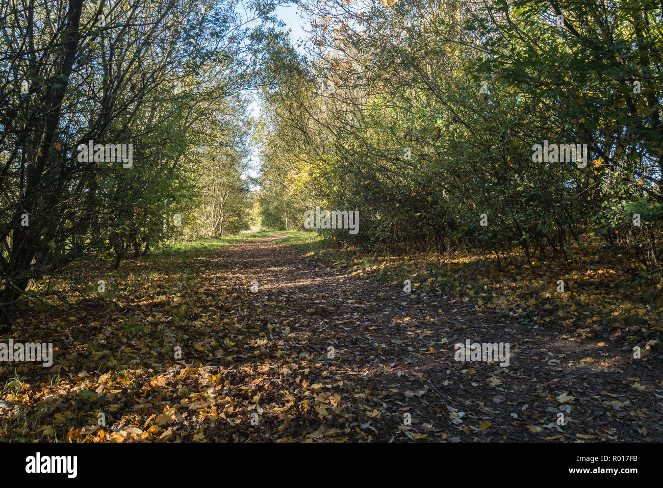 Bright colours of autumn or fall with fallen leaves whilst walking in woodland park on a sunny October morning in Blackpool, Lancashire, England, UK Stock Photo