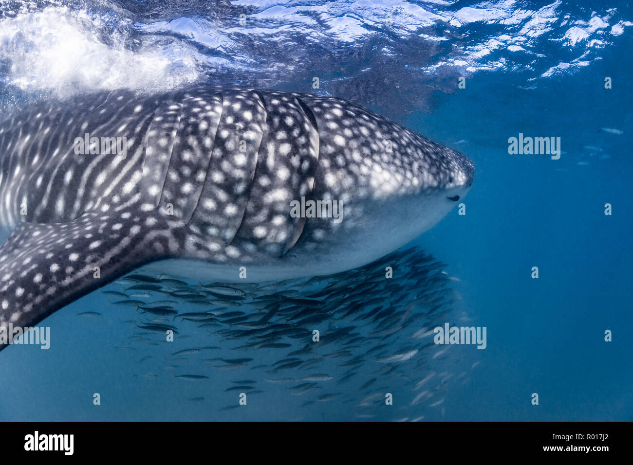Whale Shark (Rhincodon typus) feeding in the bay of La Paz, Baja California Sur, Mexico Stock Photo