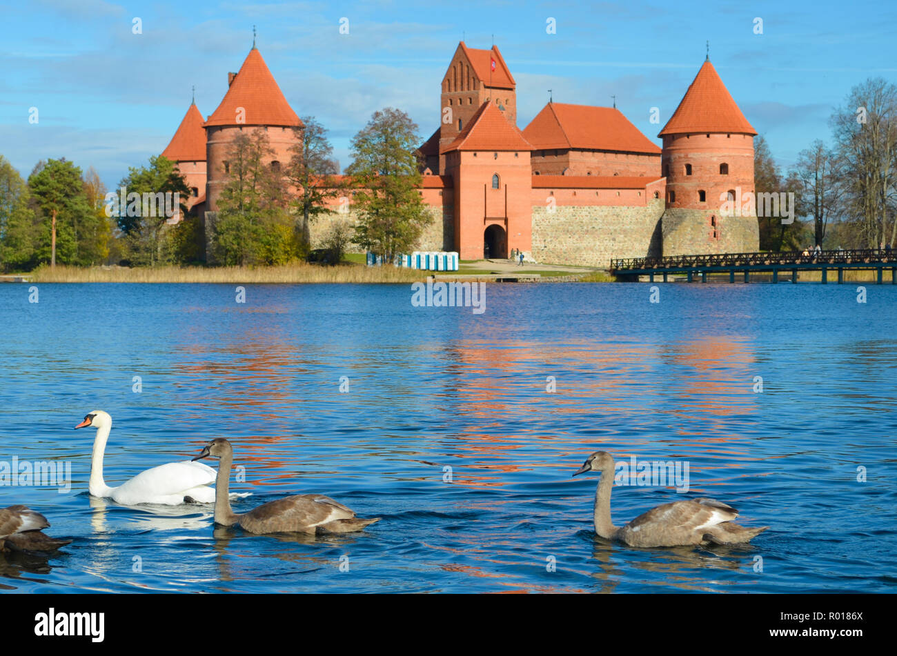 Medieval castle of Trakai, Vilnius, Lithuania, Eastern Europe, located between beautiful lakes and nature with family of swans Stock Photo