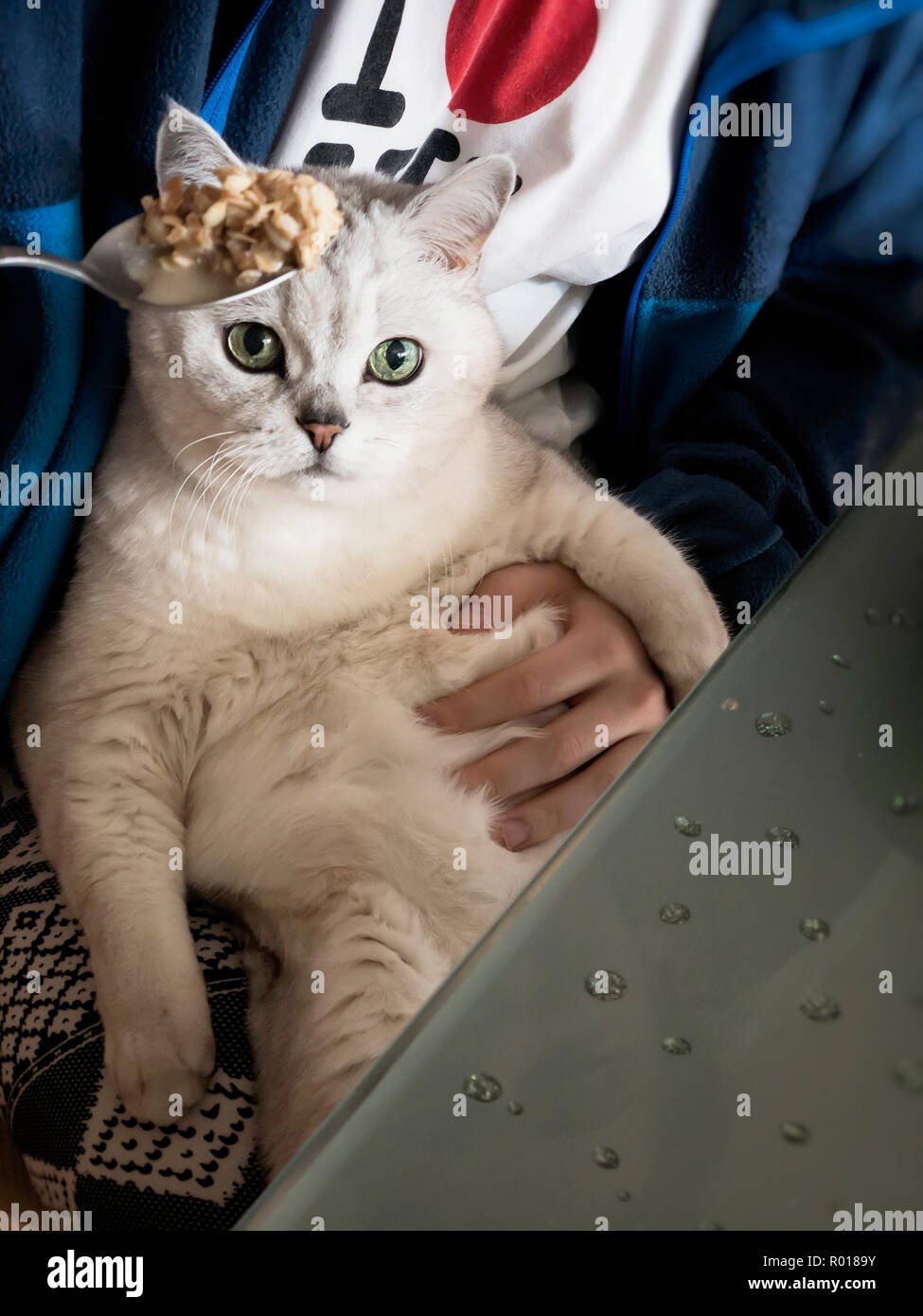 wandelen Slechte factor faillissement English breakfast of British cat with oatmeal. Spoon with muesli in the  hands of the hostess, good morning, weekend relax Stock Photo - Alamy