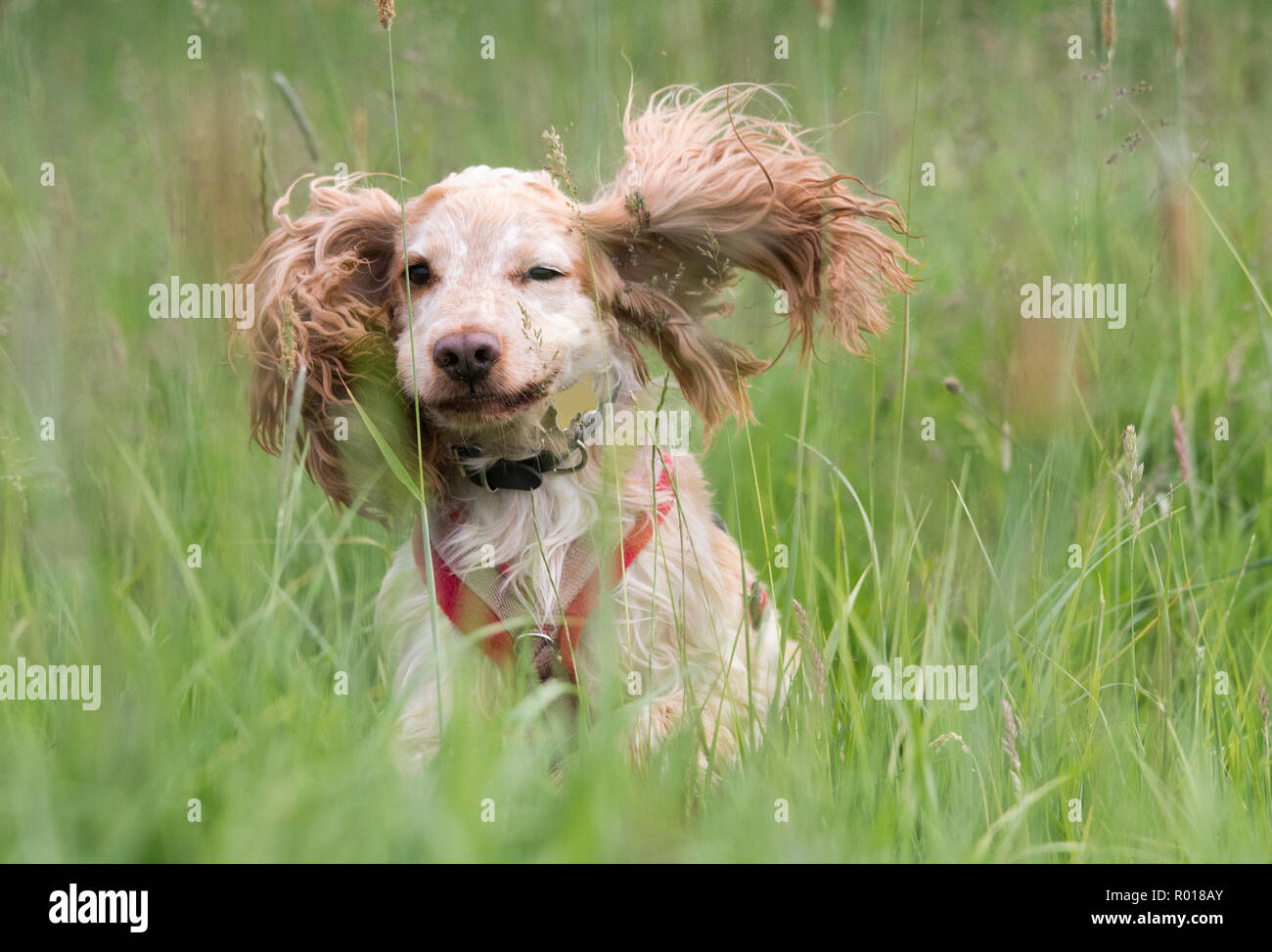 Cocker Spaniel in the Fields Stock Photo