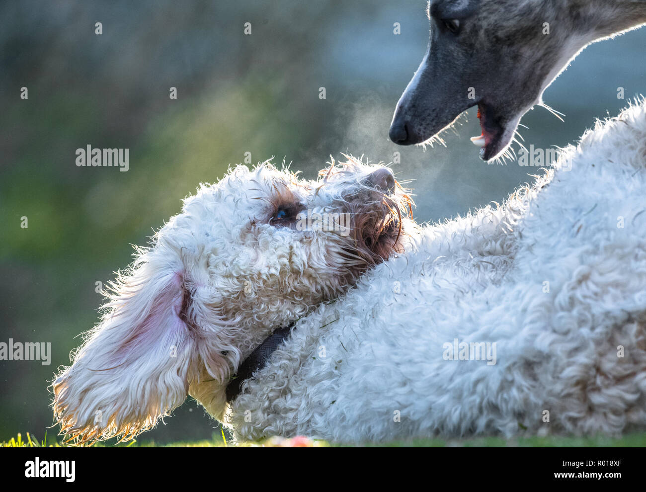 Young Cockapoo dog Stock Photo