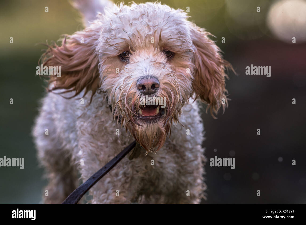 Male cockapoo hi-res stock photography and images - Alamy