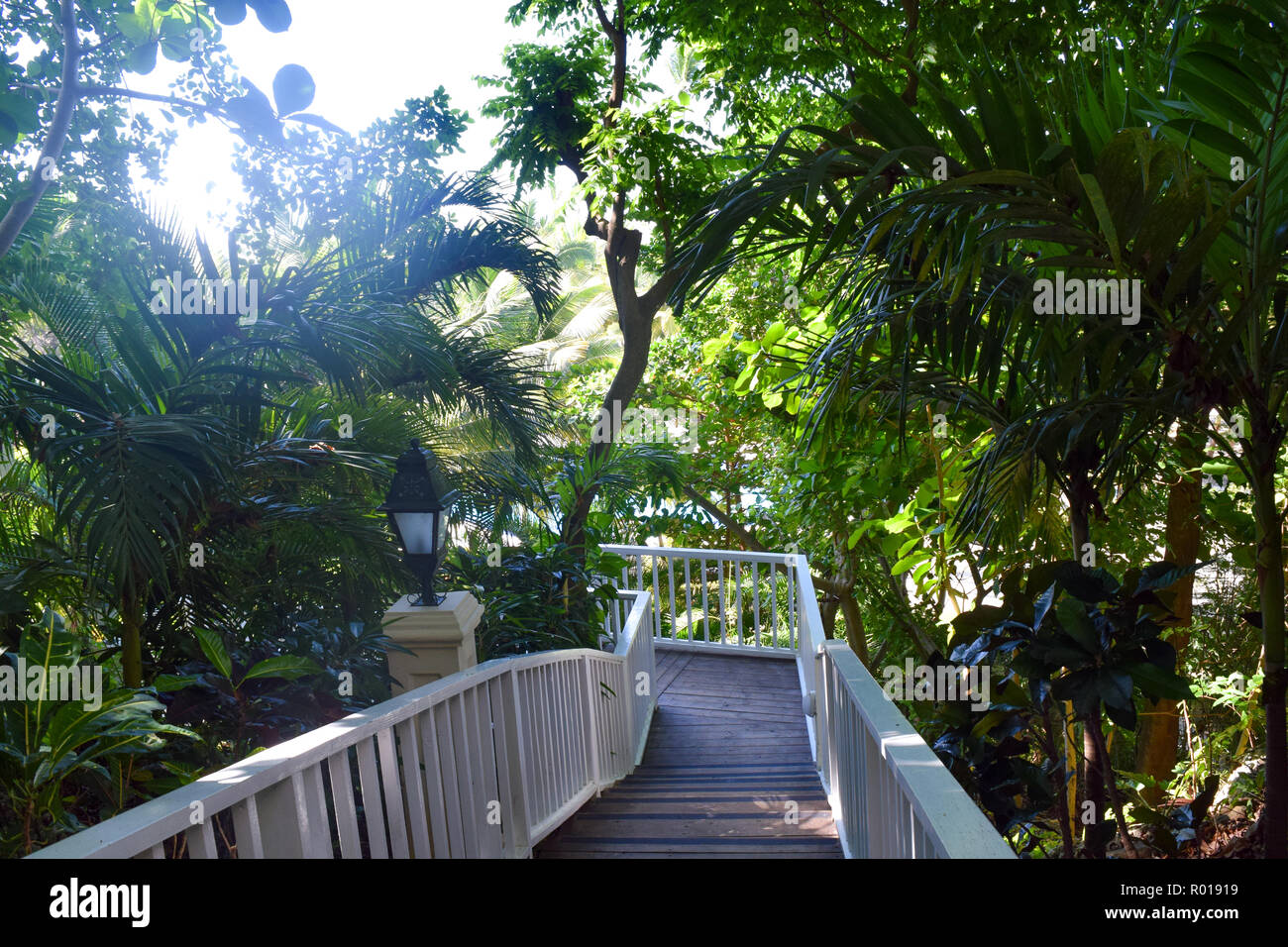 stairs between palms, stairway downstairs between tropical plants Stock Photo