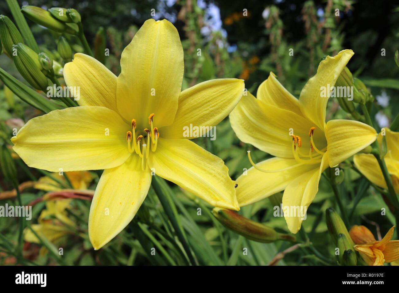 Two yellow daylily (Hemerocallis) flowers with a background of flowers and leaves of other daylilies. Stock Photo