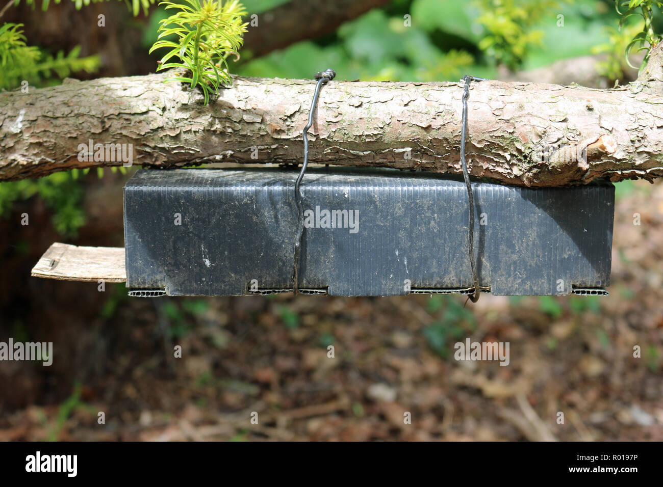 Black plastic and wood dormouse (Muscardinus avellanarius) nest tube survey box attached underneath a tree branch with wire. Stock Photo