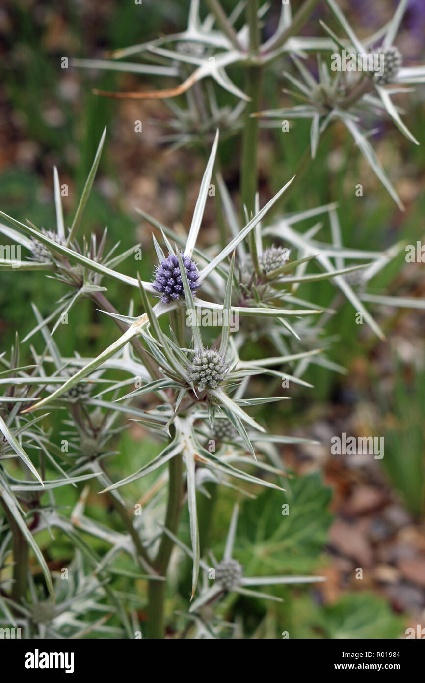 Ornamental sea holly (probably Eryngium variifolium) in flower with the characteristic marbled basal leaves just visible blurred in the background. Stock Photo