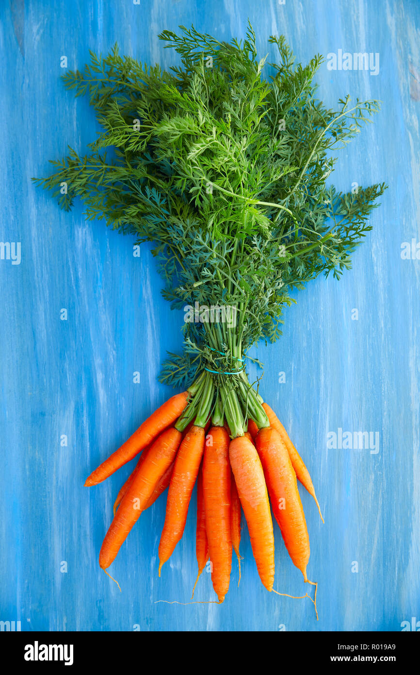 Fresh carrots bunch with stems and leaves on blue woode background