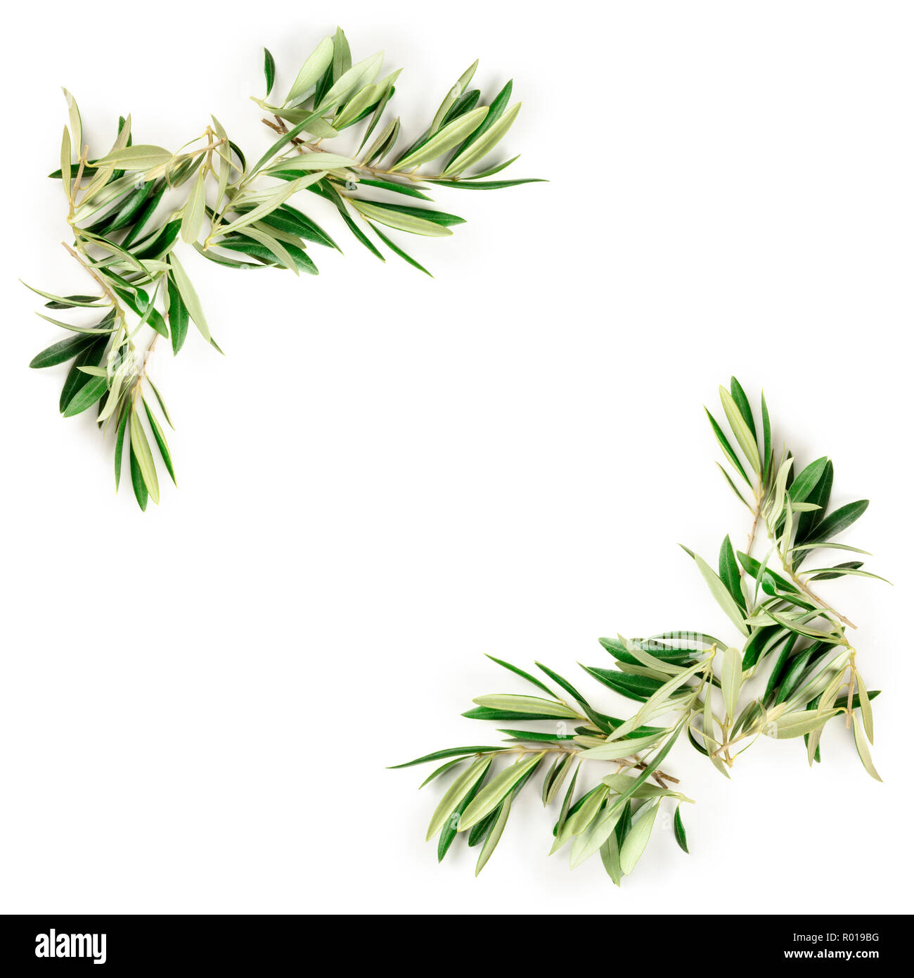 An overhead photo of a frame of olive tree branches and leaves with a ...