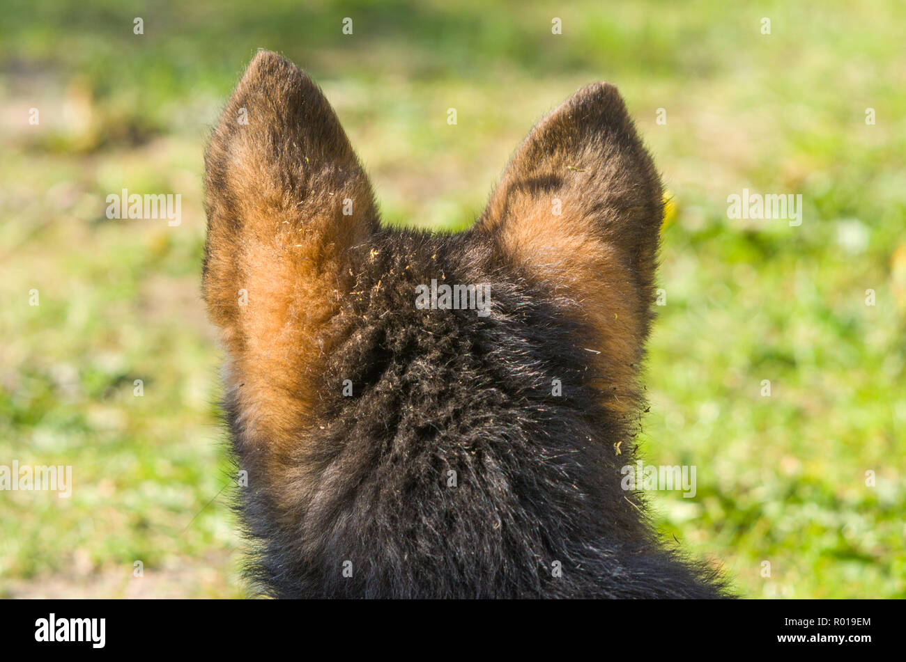 Very young German Shepherd Dog in garden. Stock Photo