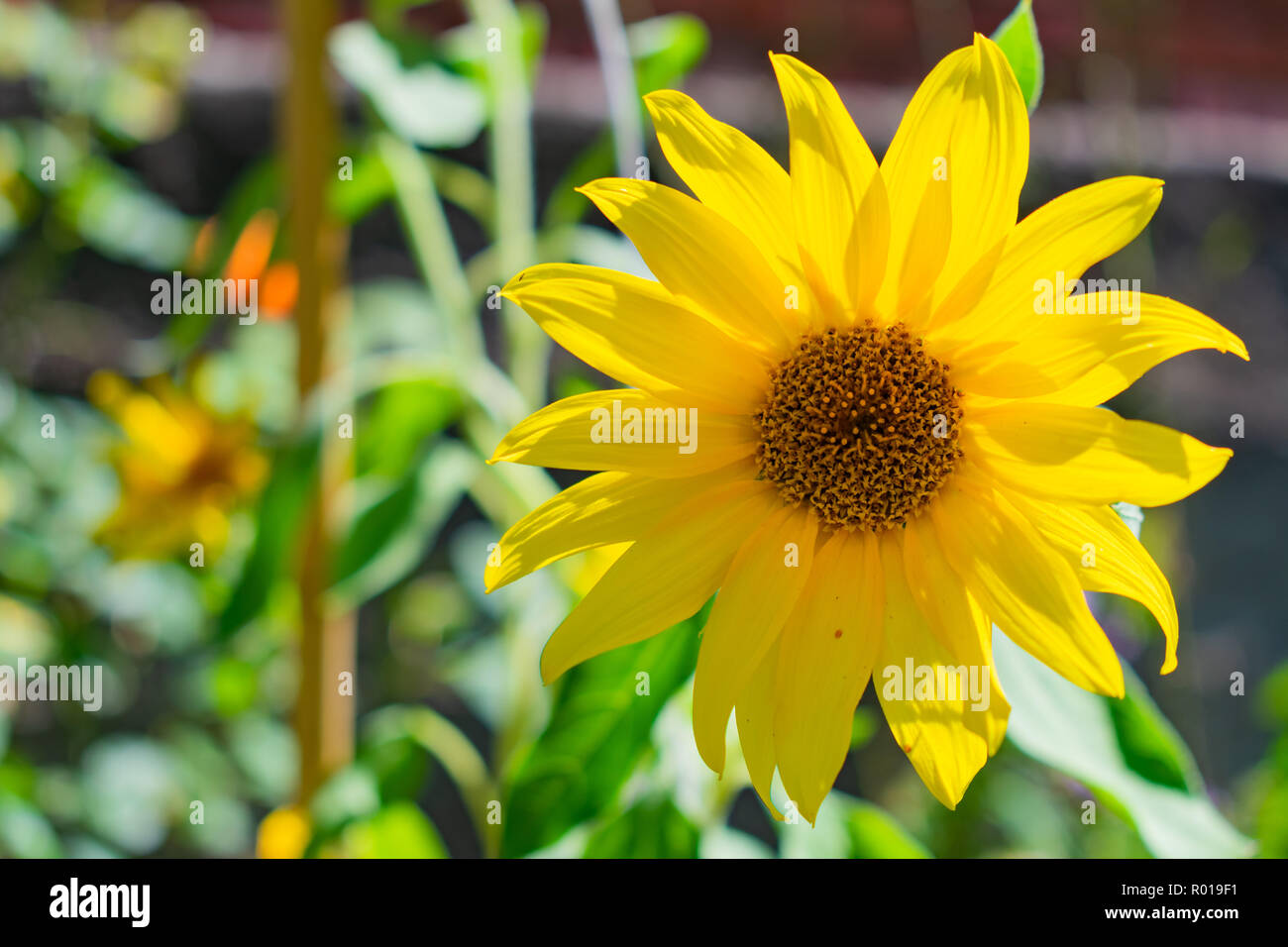 Summer sunflower green Stock Photo Alamy