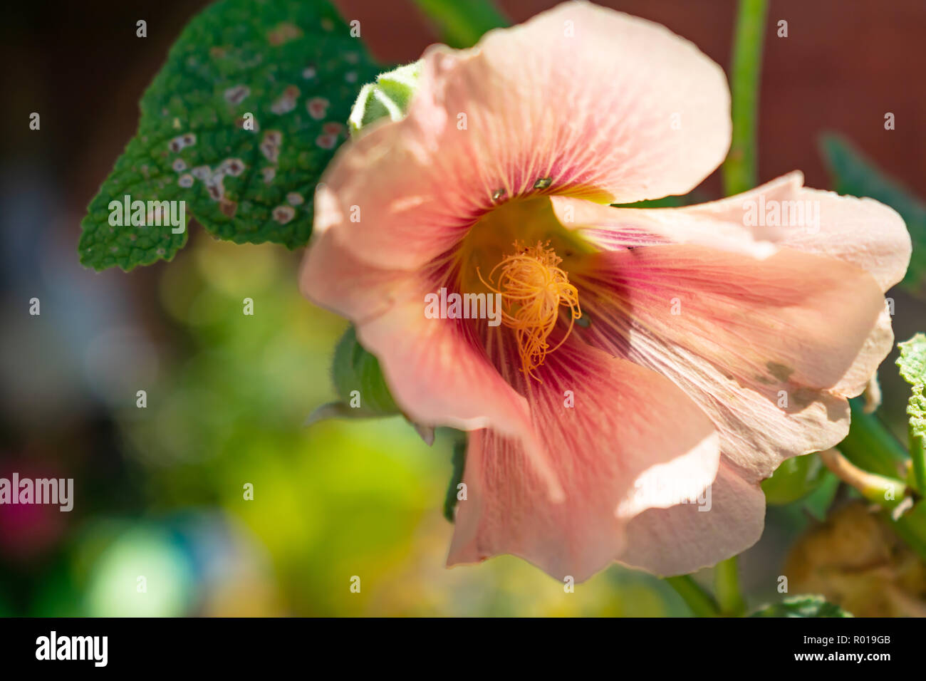 Pink flower closeup Stock Photo