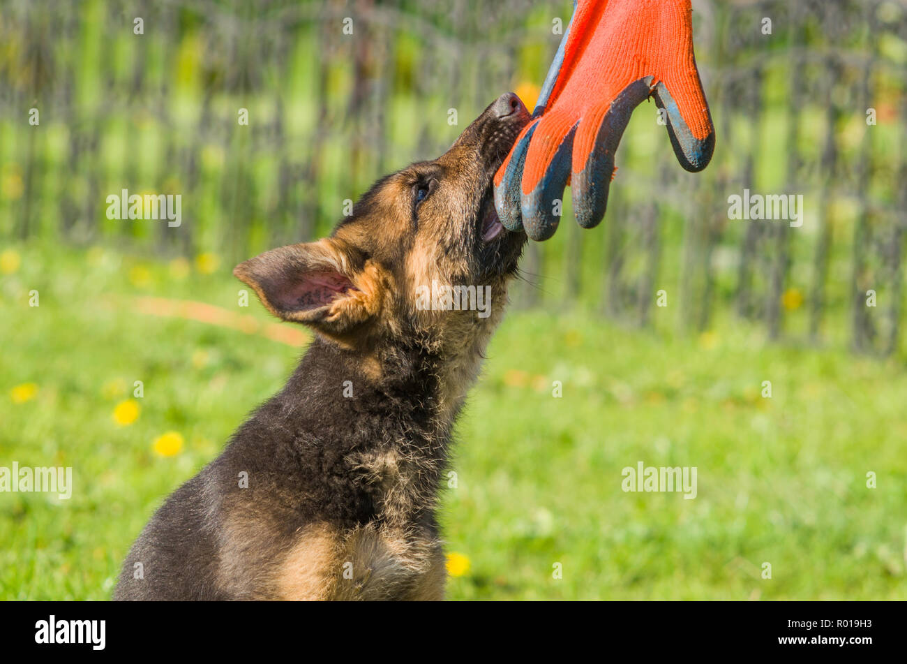 Very young German Shepherd Dog in garden. Stock Photo