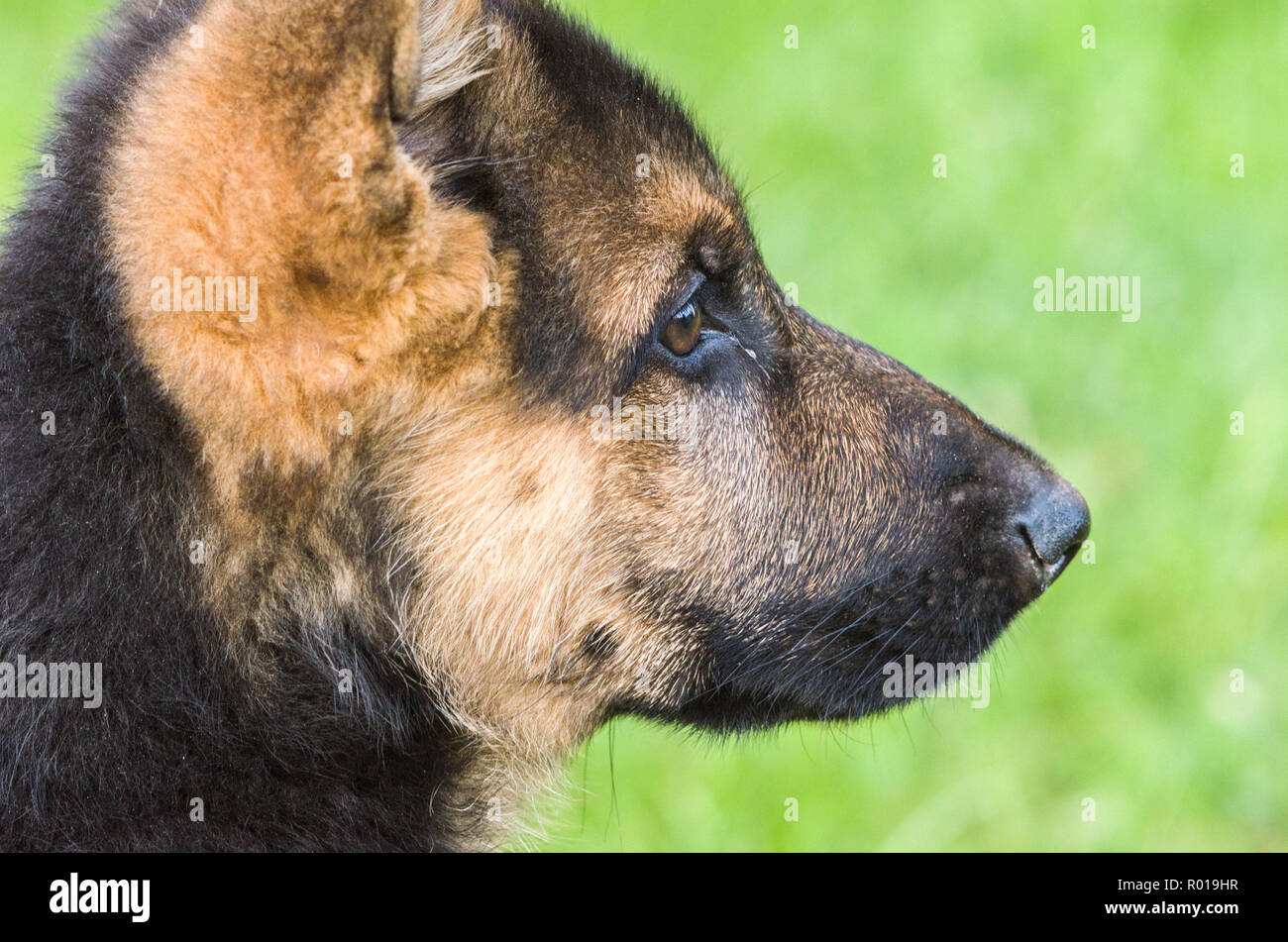 Very young German Shepherd Dog in garden. Stock Photo