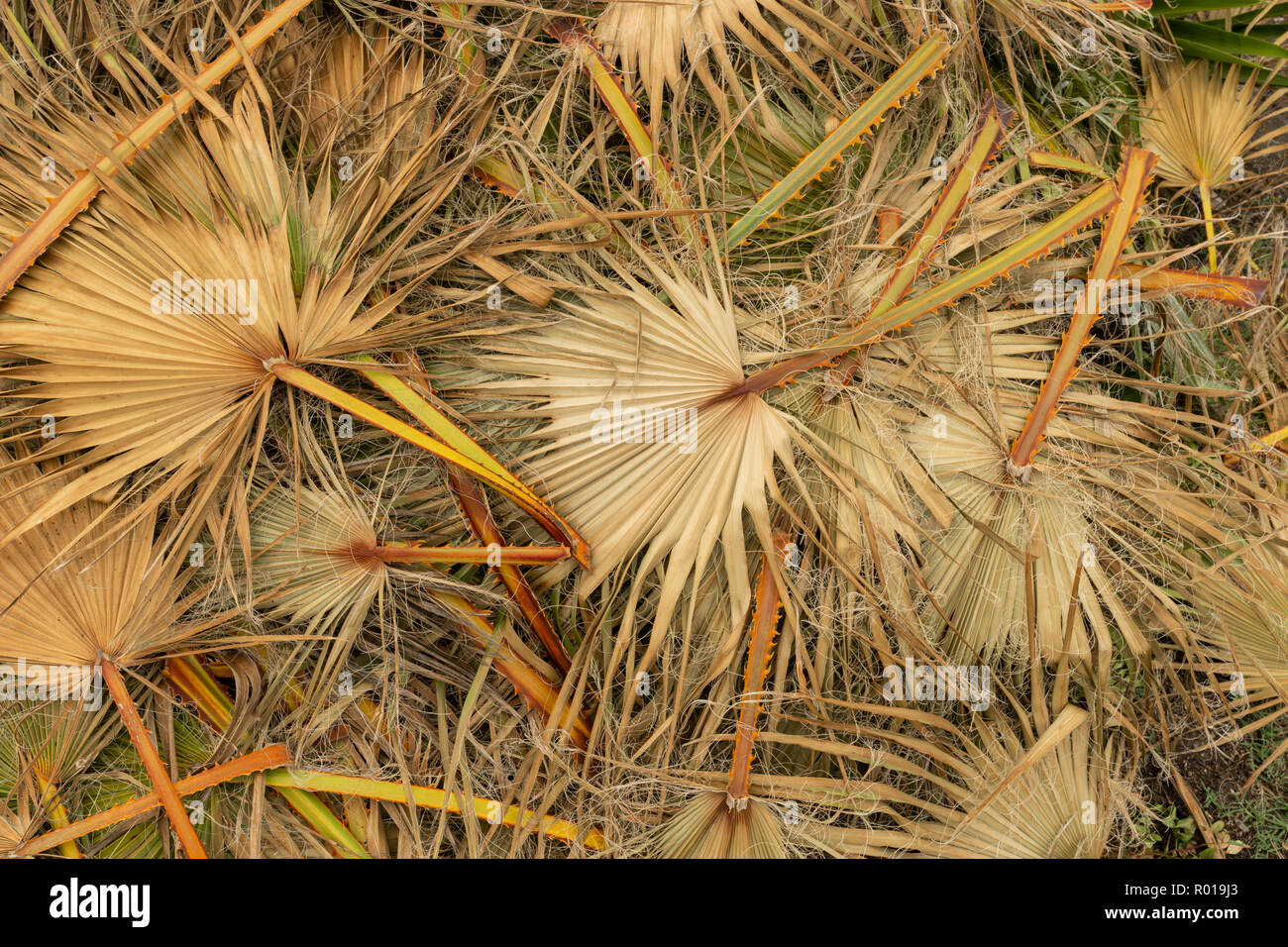 pile of cut palm fronds Stock Photo Alamy