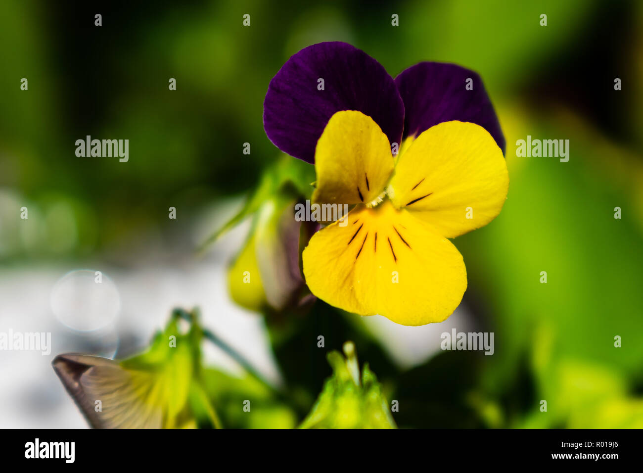 Yellow and purple rose hi-res stock photography and images - Alamy