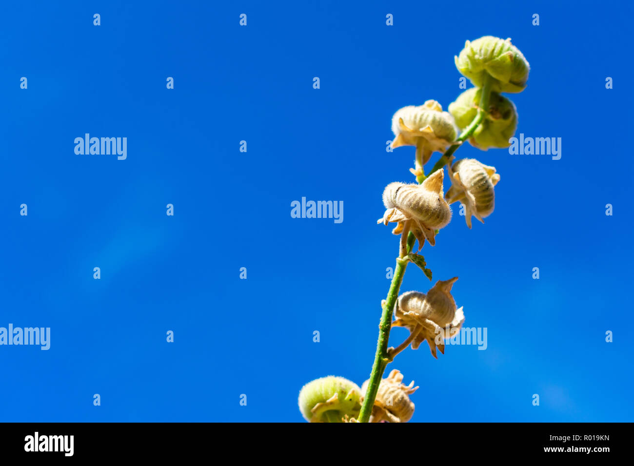 Sky flower closeup Stock Photo