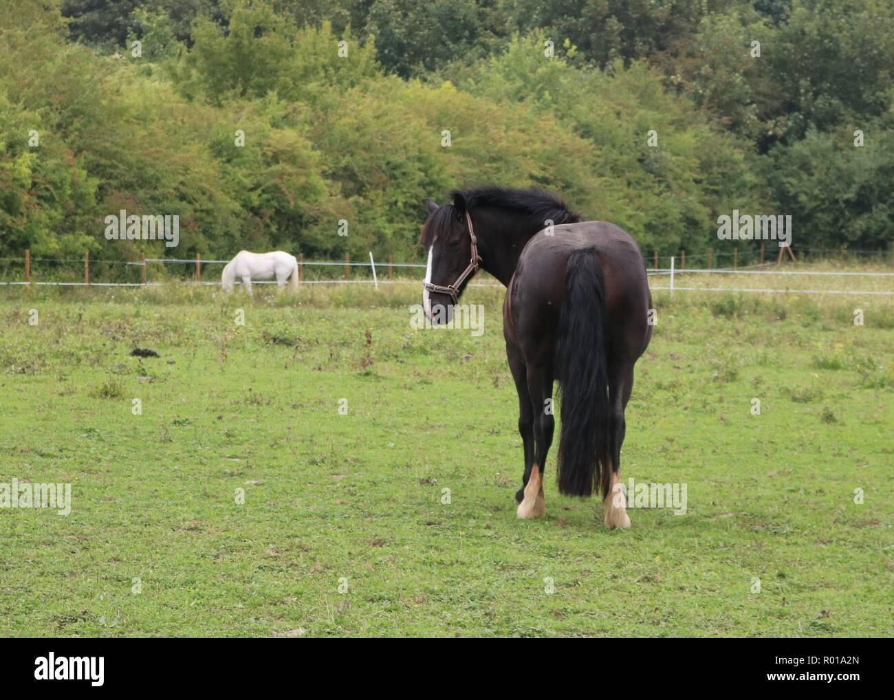 White horse of kent hires stock photography and images Alamy