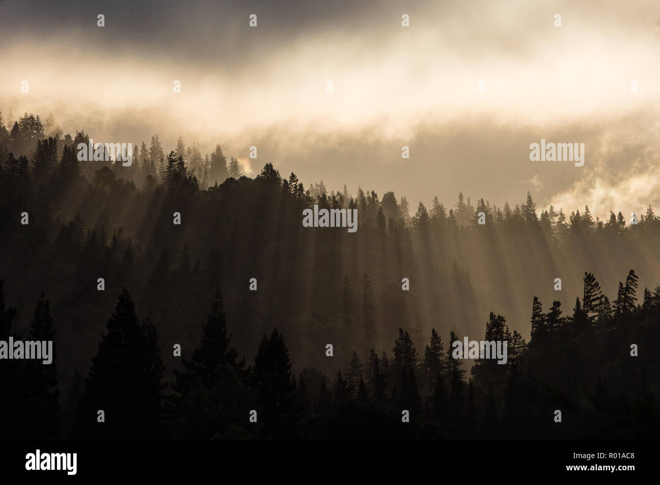 A coastal forest of Redwood trees grows in Northern California