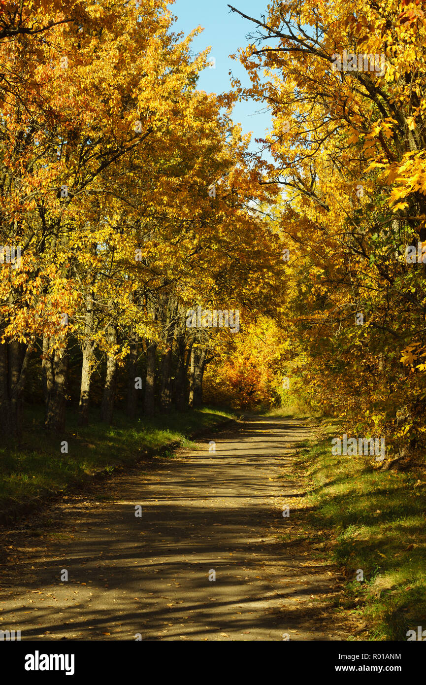 Yellow and orange autumn trees on the alley in the park Stock Photo - Alamy
