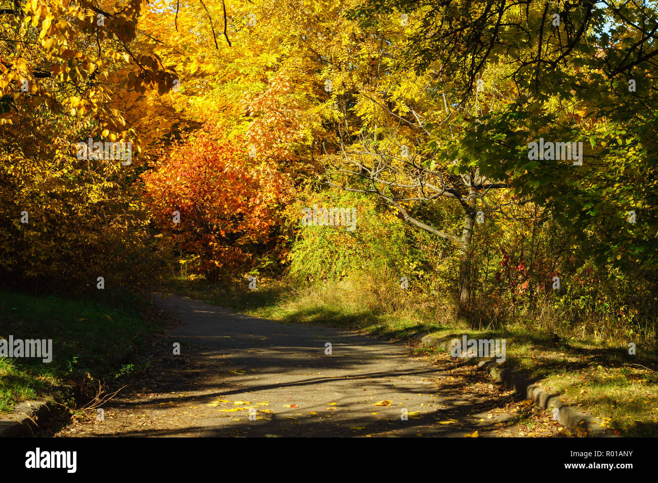 Yellow and orange autumn trees on the alley in the park Stock Photo - Alamy