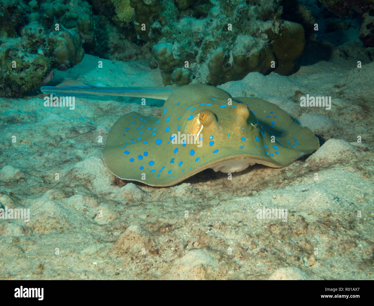Blue spotted Stingray or Bluespotted ribbontail ray, Taeniura lymma, on Seabed, Red Sea, Egypt Stock Photo