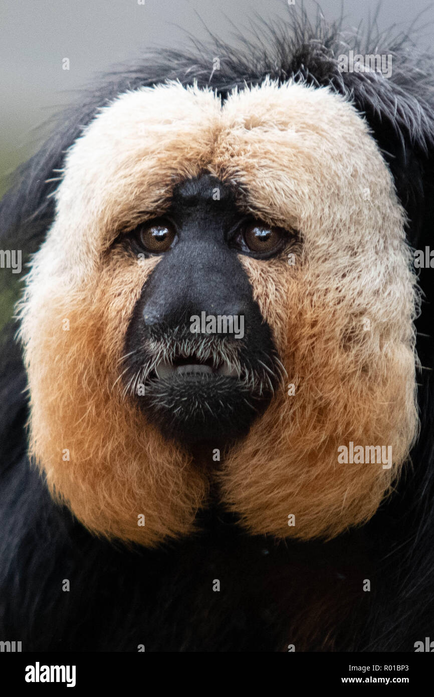 Saki Monkey Closeup of face Stock Photo