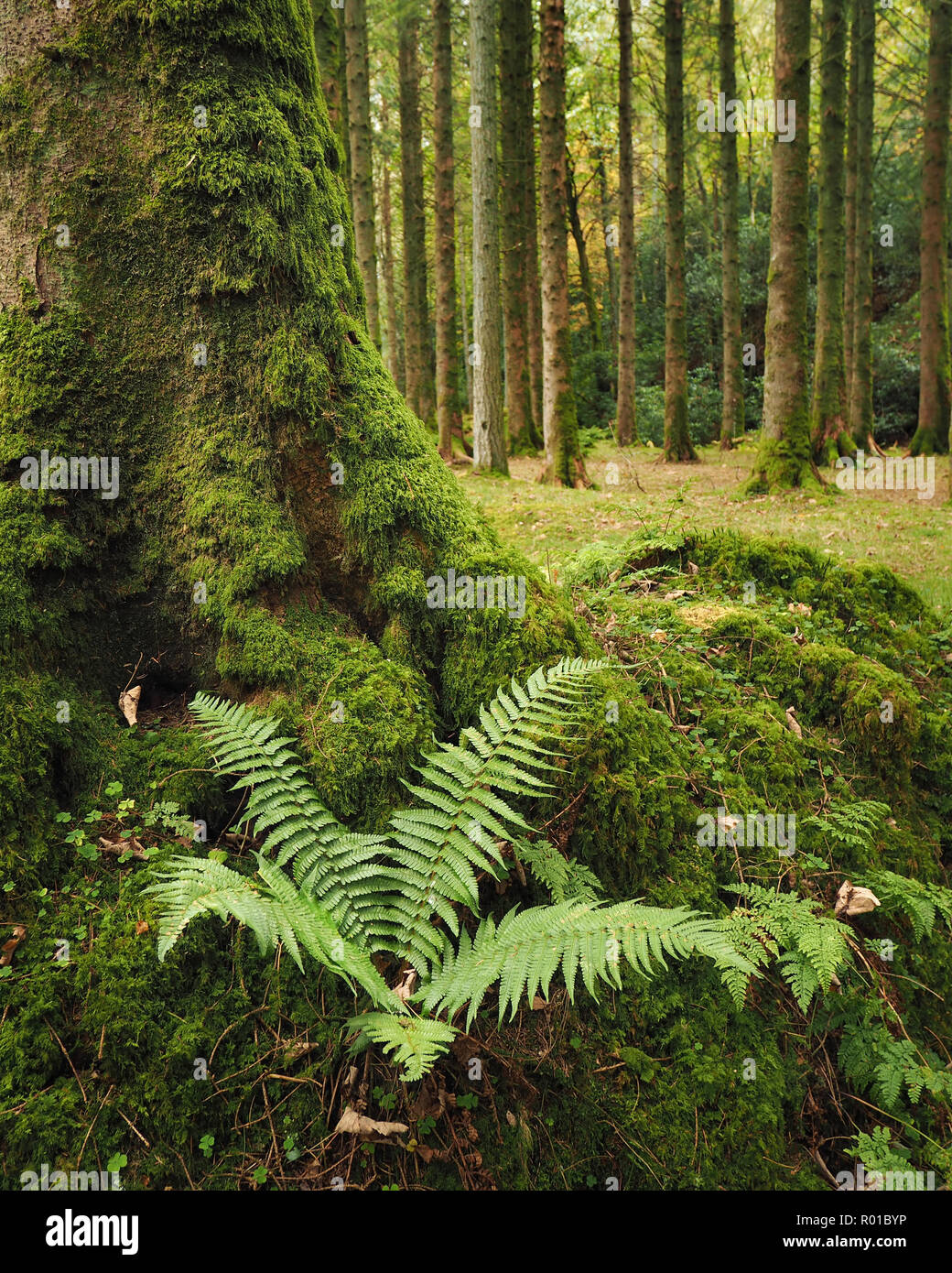 Fern growing near tree trunk in autumn woodland scene at Glengarra Woods, Cahir, Co. Tipperary Stock Photo