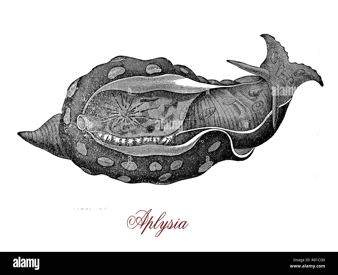 Vintage engraving of aplysia, large sea slug, marine gastropod herbivorous  mollusk, when threatened it releases an ink toxic cloud in self-defense Stock Photo