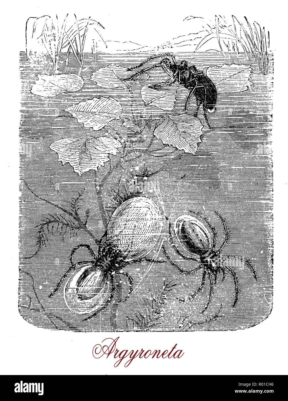 Vintage engraving of diving bell spider, spider living in freshwater Stock Photo