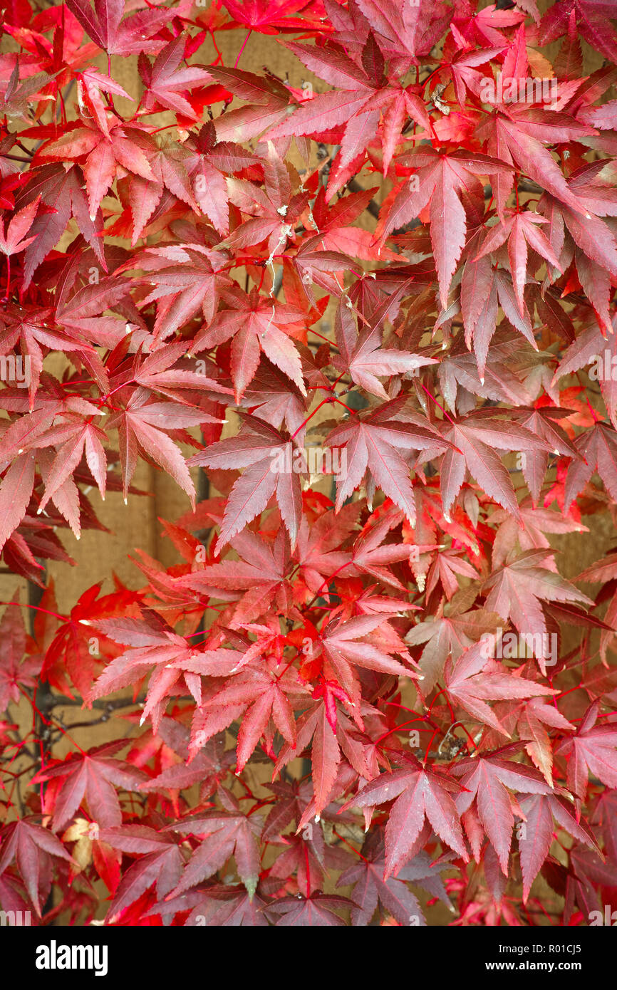 Purple acer palmatum japanese maple hi-res stock photography and images ...