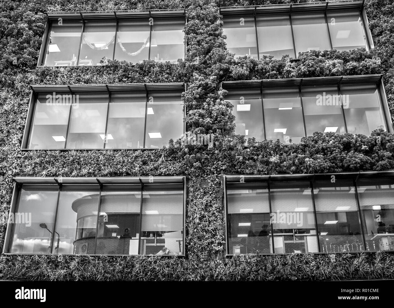 MTV Camden, green living wall,, biotecture office, the Viacom head office and its vertical garden in Camden in london Stock Photo