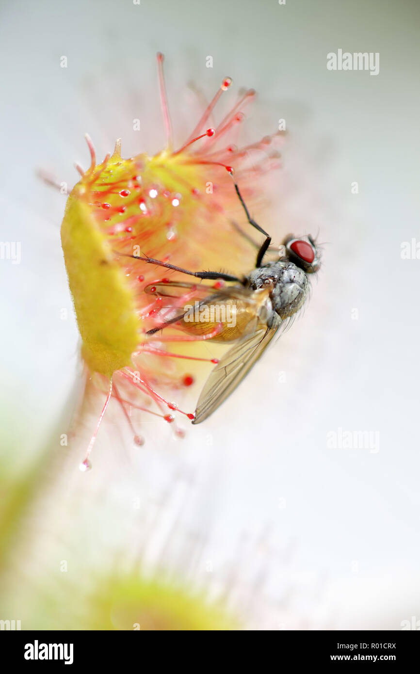 Sundew, Drosera rotundifolia, feeding on a fly, Thricops semicinereus Stock Photo