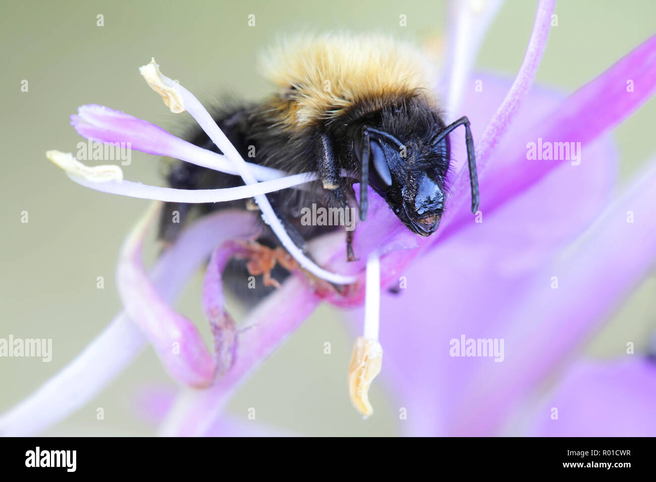 Bombus lucorum, the white-tailed bumblebee Stock Photo