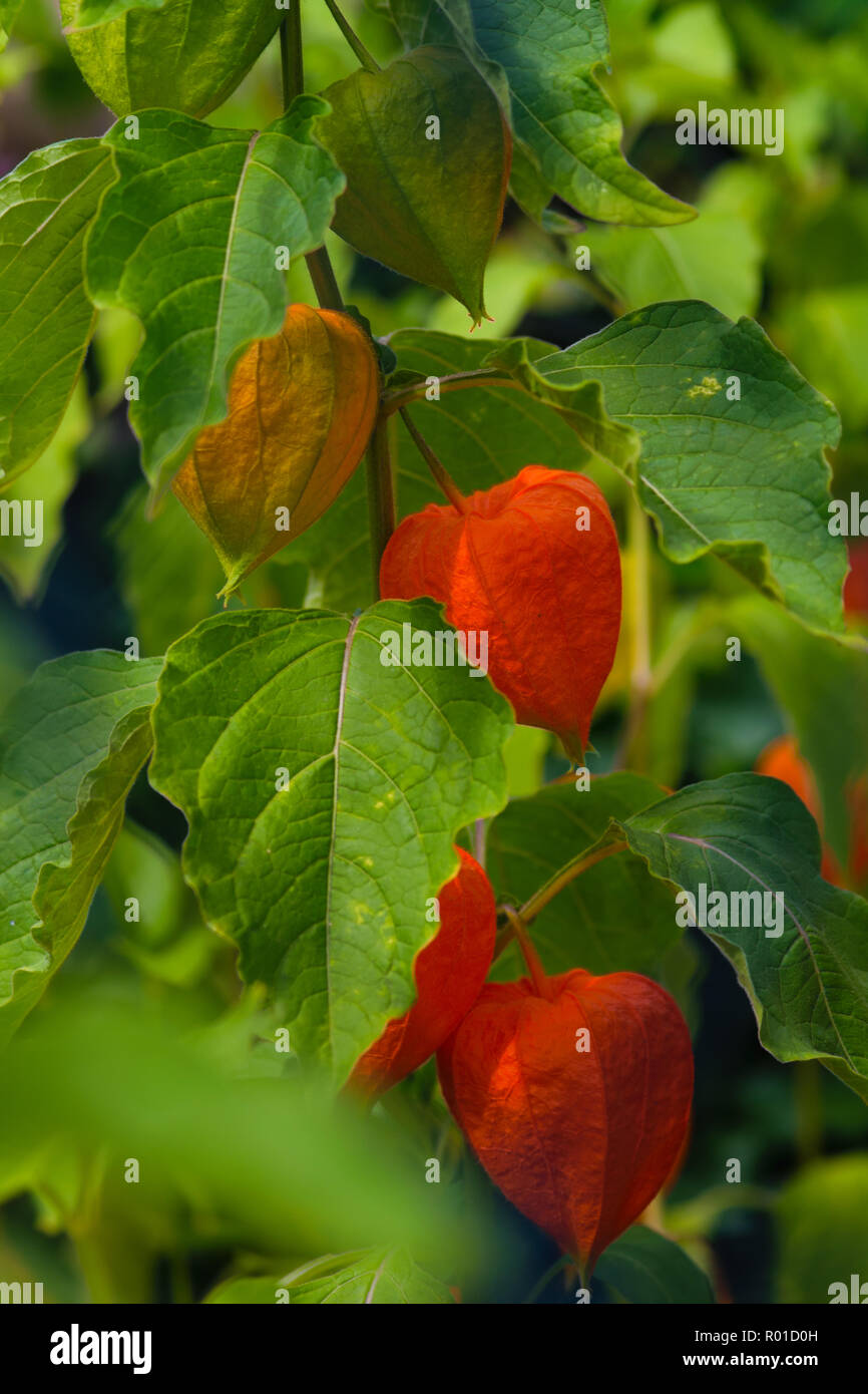 Ripe red fruit of decorative plant in the garden Stock Photo