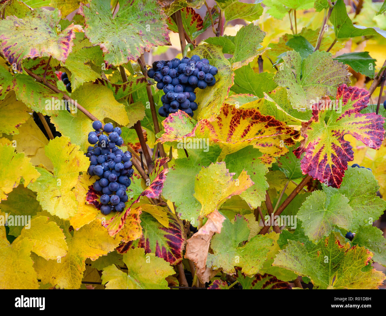 Pinot Noir wine grapes left on vine after harvest; Ardiri Winery and Vineyards, Tualatin Valley, Oregon. Stock Photo
