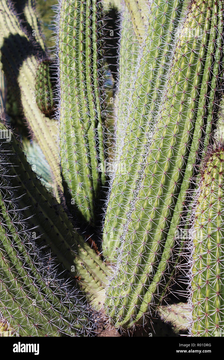 Columnar cactus hires stock photography and images Alamy